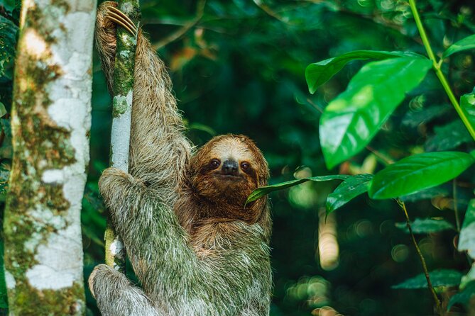 Sloth Tour in La Fortuna - Arenal . NATURAL HABITAT - Good To Know