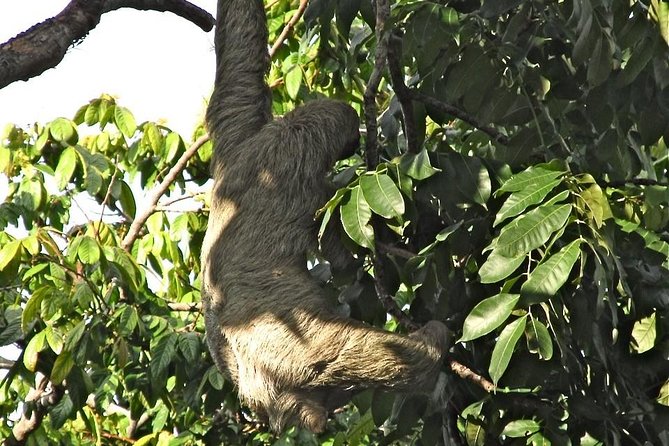 Sloths, Frogs, Monkeys!! With Waterfall Hike and Corobici River Safari Float - Tour Overview