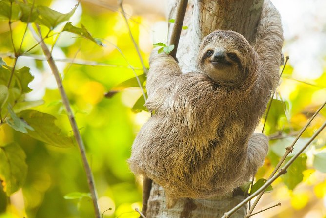 Sloths, Monkeys and Waterfall Experience - Good To Know