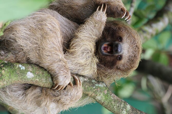 Sloths Rainforest Tour & Llanos Del Cortez Waterfalls - Good To Know