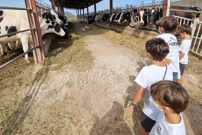 Small Group Cheese Making and Tasting From the Island of Baleares - Experience Menorcas Traditional Cheese Making