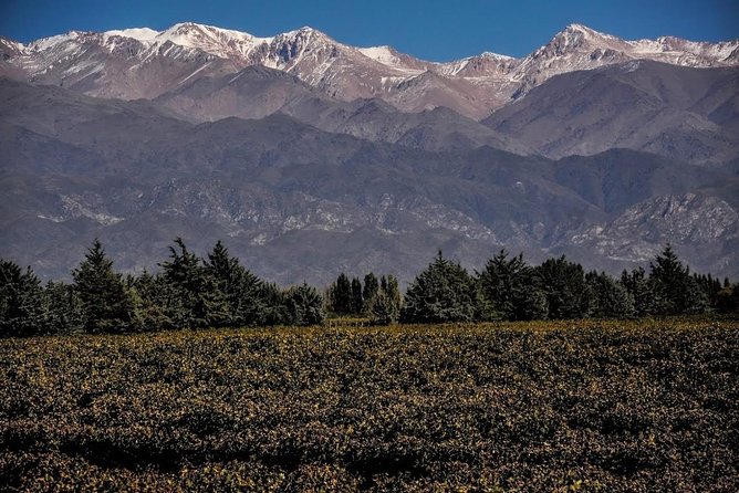 Small Group Tour of 3 Wineries in Luján De Cuyo or Maipú With Lunch - Tour Overview