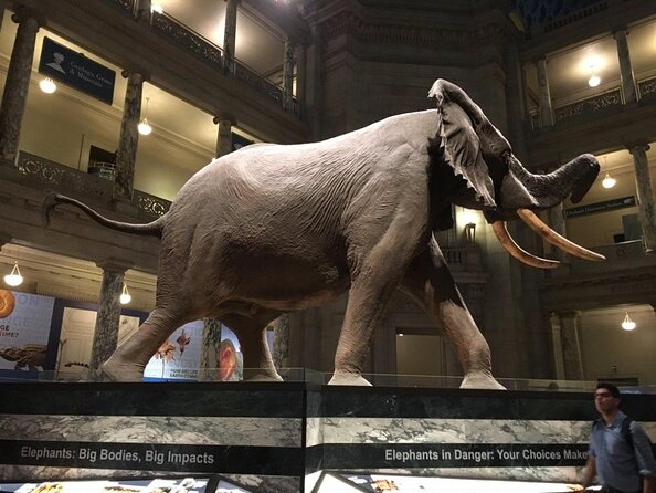Smithsonian Natural History + American History - Exclusive Tour - Good To Know