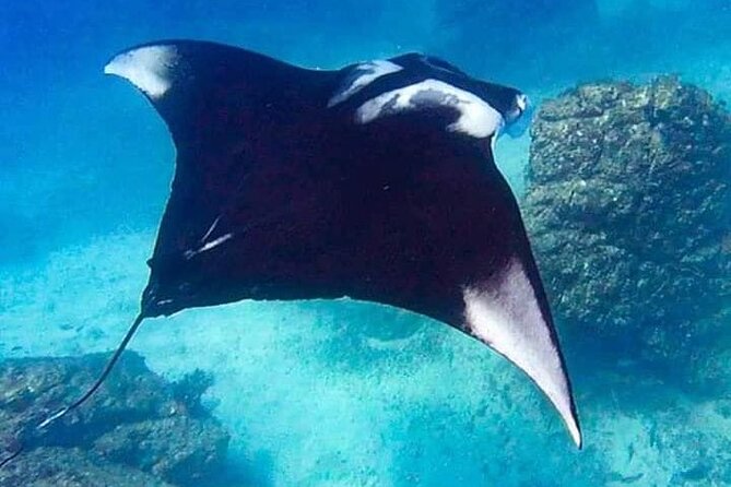 Snorkeling at Caño Island - Good To Know