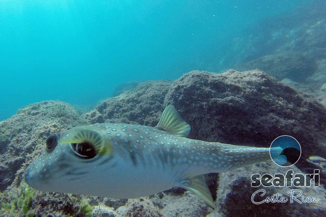 Snorkeling Costa Rica - Good To Know