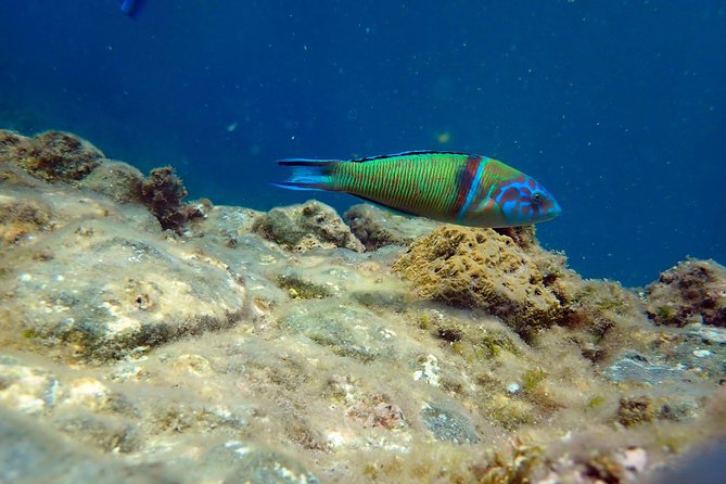 Snorkeling Excursion in Tabarca Island - Overview and Rating