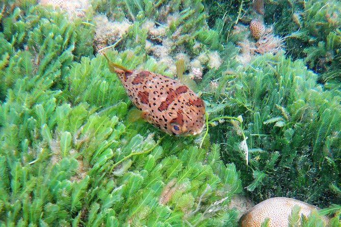 Snorkeling in Gatas Bay - Good To Know