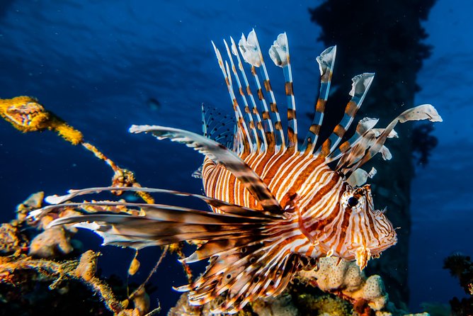 Snorkeling to Undewrater Restaraunt Covered by Corals - Good To Know