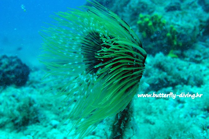 Snorkeling Tour Makarska Riviera, Islands of Hvar or Brač - Good To Know