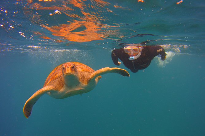Snorkeling Tour With Sea Turtles and Stingrays - Tour Overview
