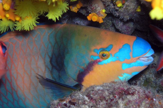 Snorkeling Tour - Good To Know