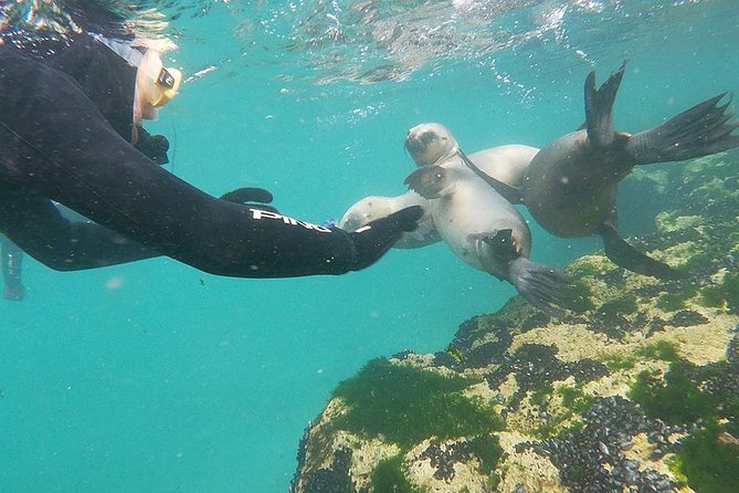 Snorkeling With Sea Lions - Good To Know