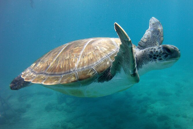 Snorkelling Safari in a Turtle Area - Highlights of the Tour