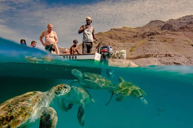 Spectacular Experience With Sea Turtles - Good To Know