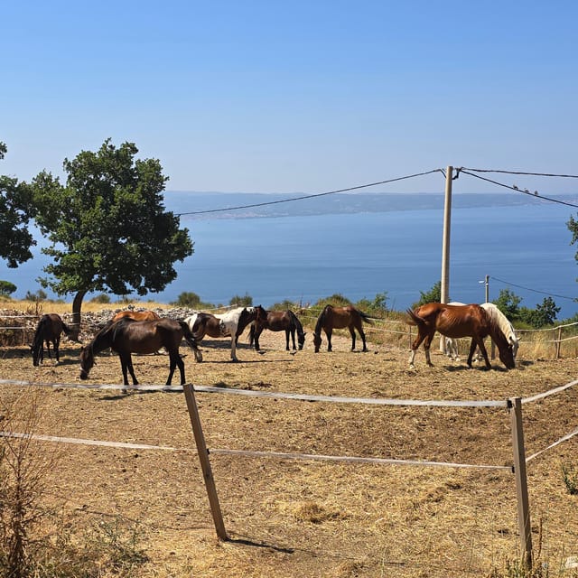 SPLIT(Podstrana):Guided ATV Tour Gornja Podstrana & Horses - Good To Know