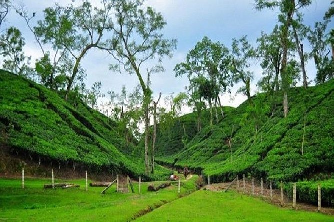 Sreemangal Tour! Sylhet, Bangladesh - Good To Know