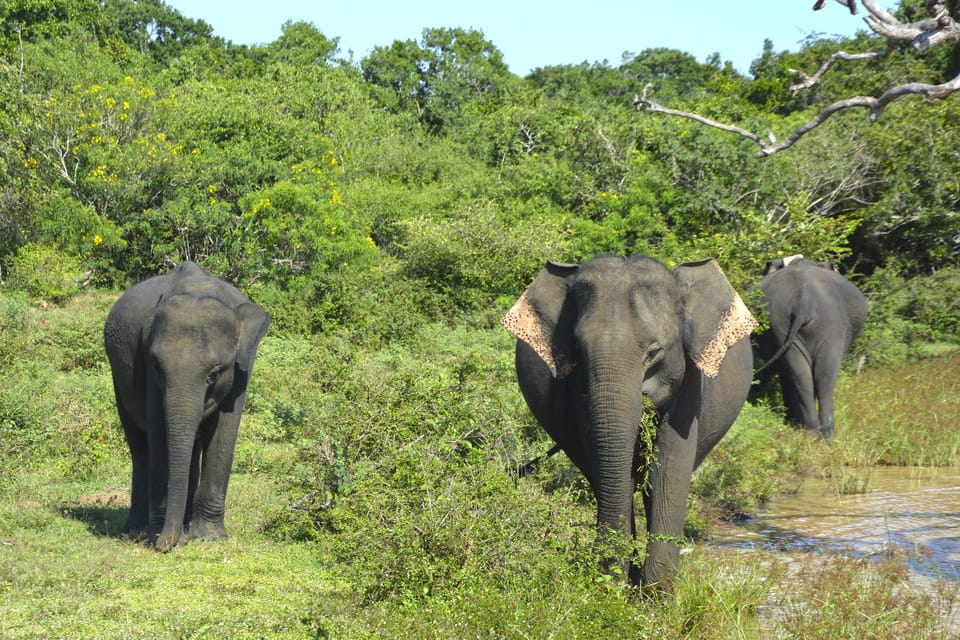 Sri Lanka: Private Cultural Triangle Tour With Hill Country - Good To Know