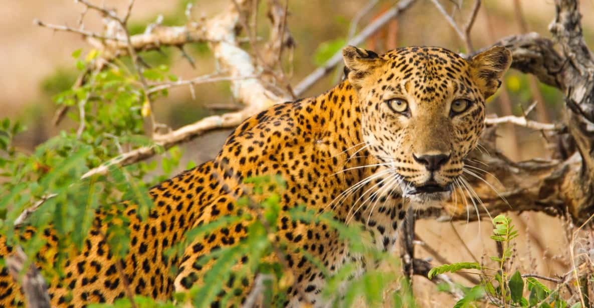 Sri Lanka: South Coast and Wildlife With Gem City - Good To Know