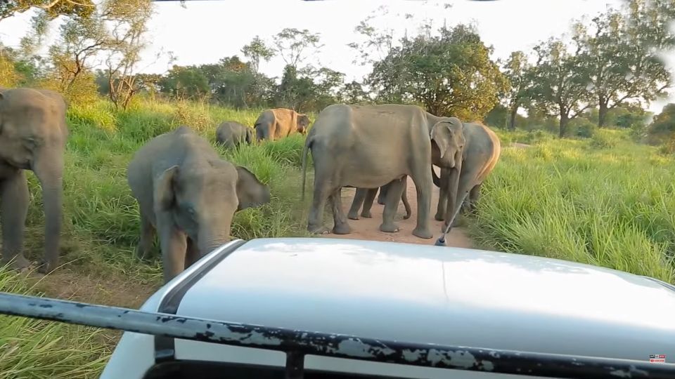 Sri Lanka Wildlife, Udawalawe, Sinharaja, Hill Country Train - Good To Know