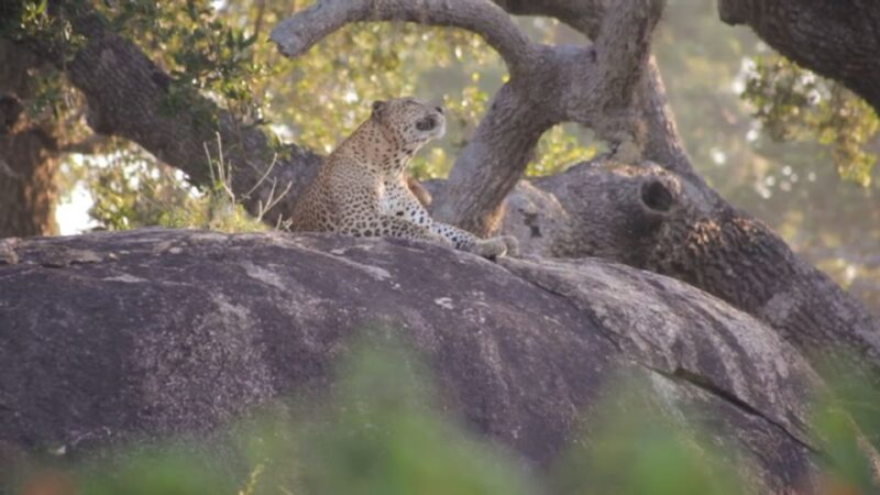 Sri Lanka: Yala National Park Safari Tour - Good To Know
