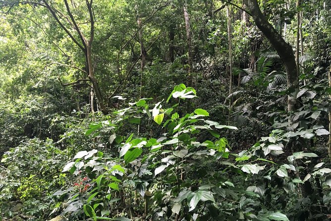 St. Kitts Half-Day Rainforest Tour - Tour Overview and Highlights