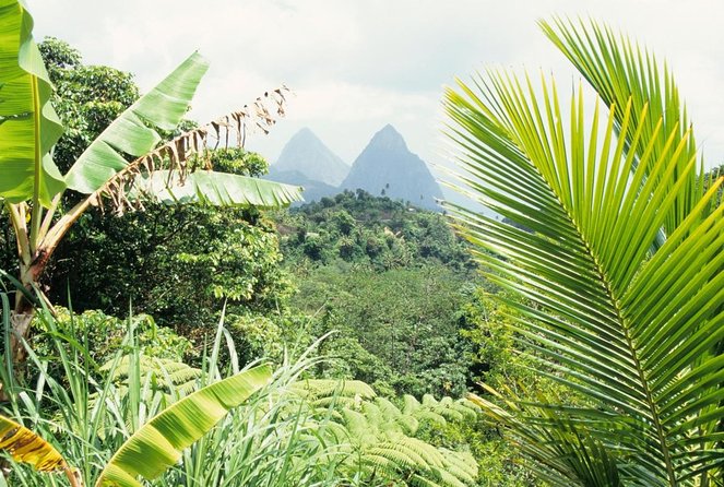 St Lucia Rainforest Walk - Good To Know