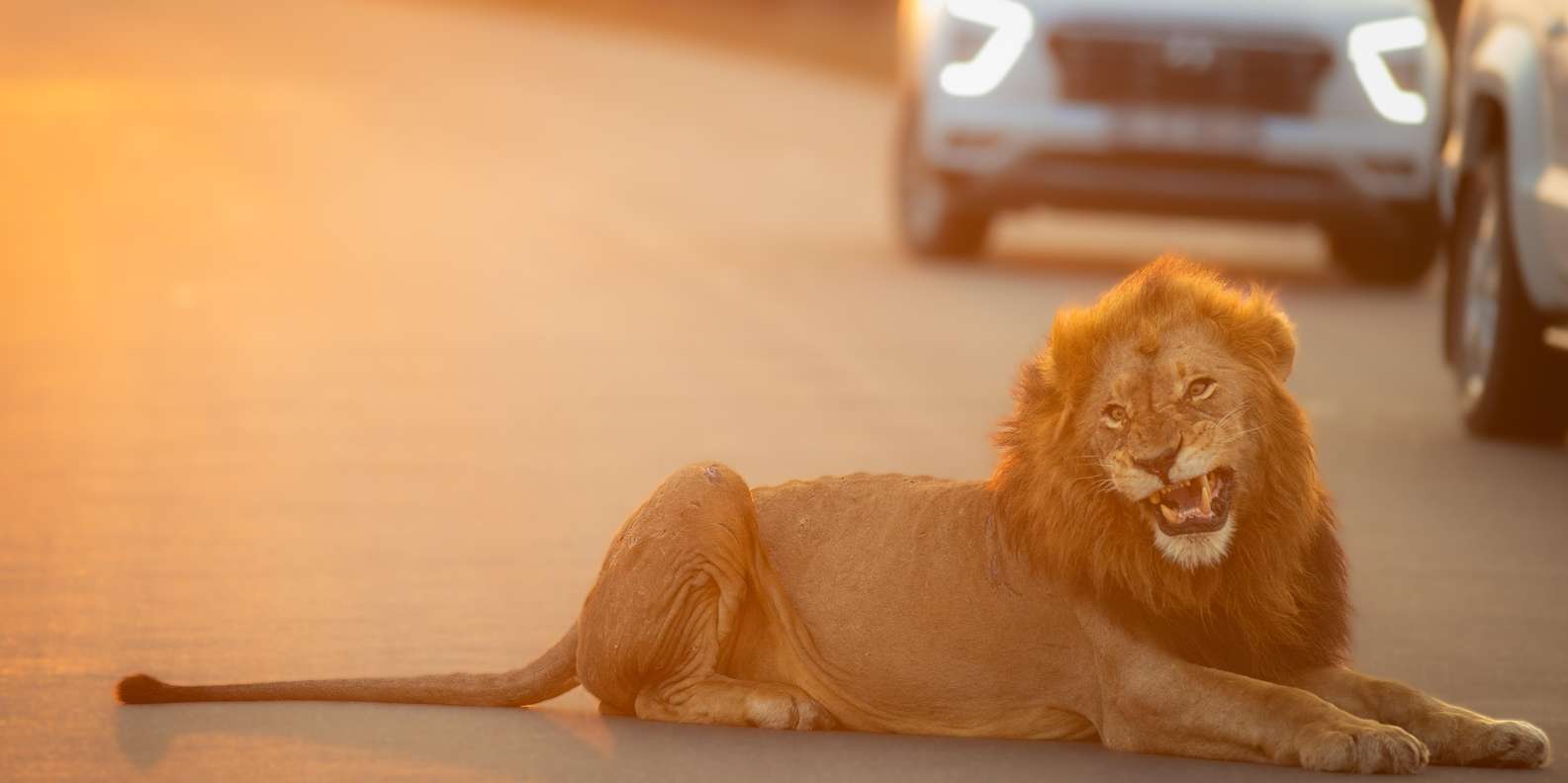 Standart Kruger Park Safari - Good To Know