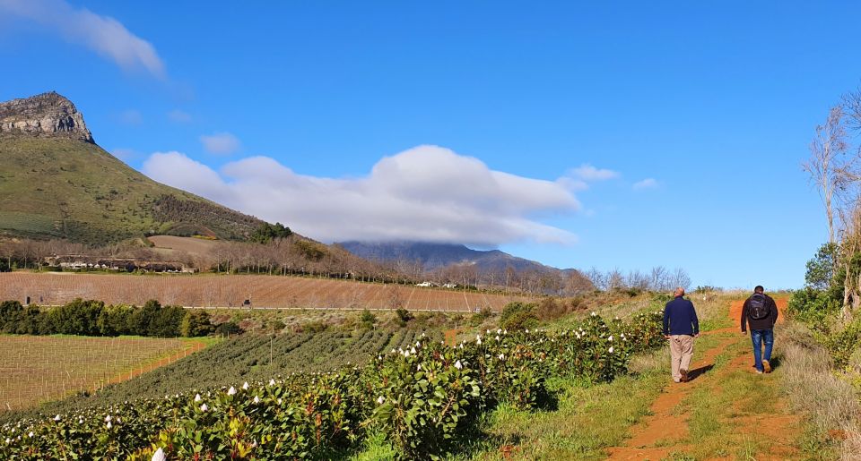 Stellenbosch: Guided Vineyard Hike and Wine Tasting - Explore Banhoek Valley Vineyards