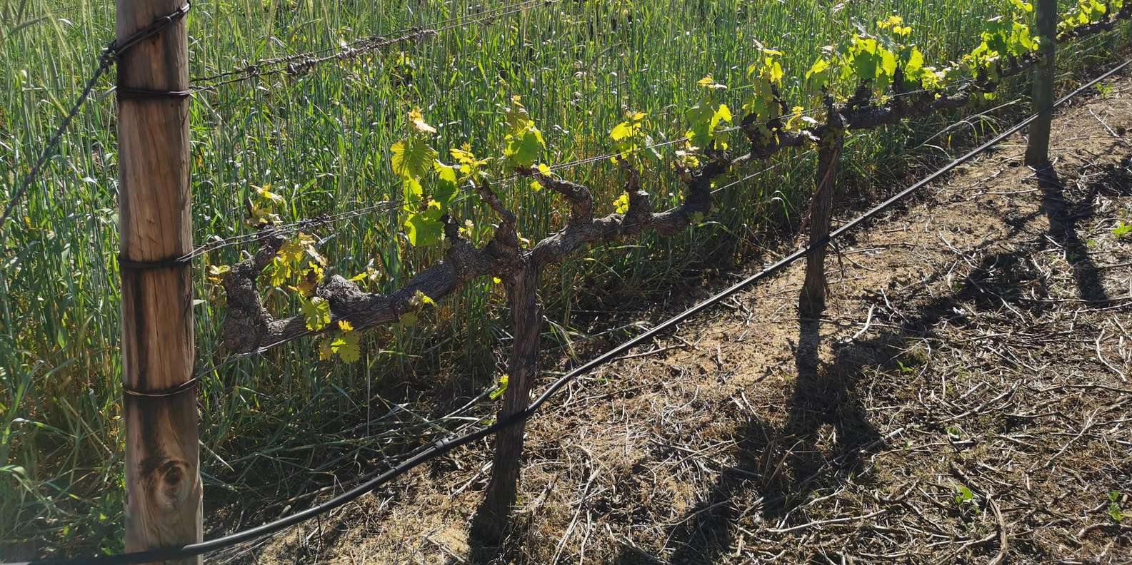 Stellenbosch Scenic Mountain Wine Tasting Tour - Good To Know