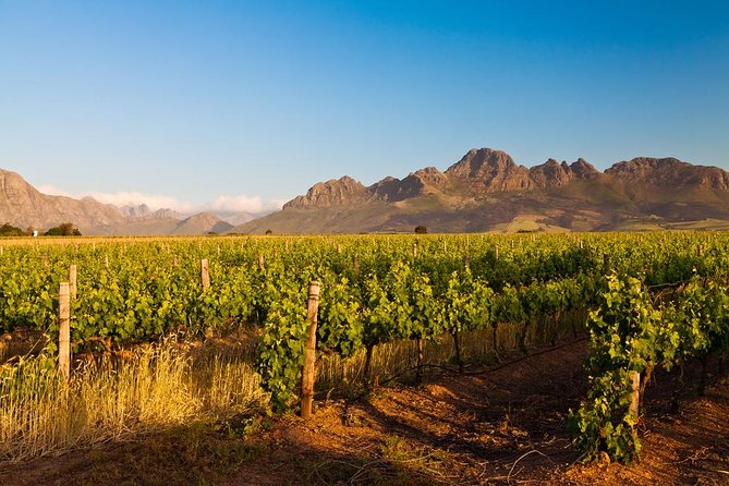 Stellenbosch Wine Tour Half Day From Cape Town