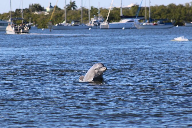 Sunset Dolphin Cruise With Sanibel Lighthouse Views - Good To Know