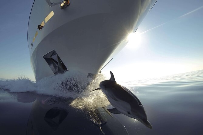 Sunset Dolphin Watching Boat Tour Review - Key Points