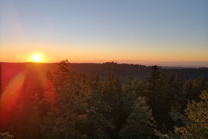 Sunset Tree Climb at Silver Falls State Park - Good To Know