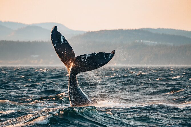 Sunset Whale Watching Adventure From Vancouver - Good To Know