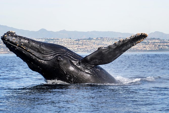 Supreme 2hr Whale/Dolphin Watching Newport Beach, 6 Person Max - Good To Know