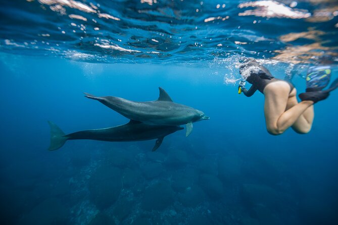 Swim With Dolphins & Turtles in West Oahu (Semi-Private Tours) - Good To Know
