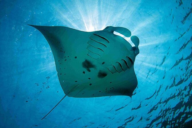 Swim With Manta Rays : Snorkeling Day Trip From Bali - Good To Know