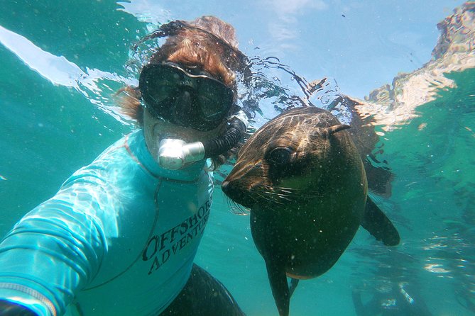 Swim With Seals - Good To Know