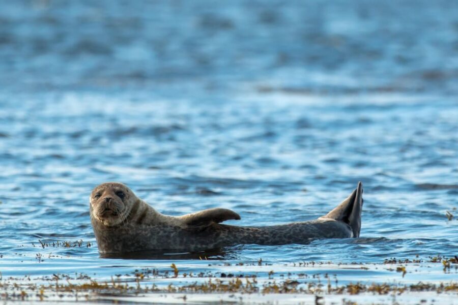 Dublin: Howth Coastal Boat Tour