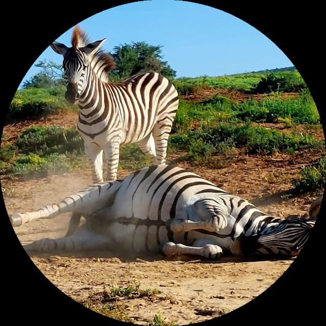 Zuurberg Trail & Addo Elephant Safari Game Drive