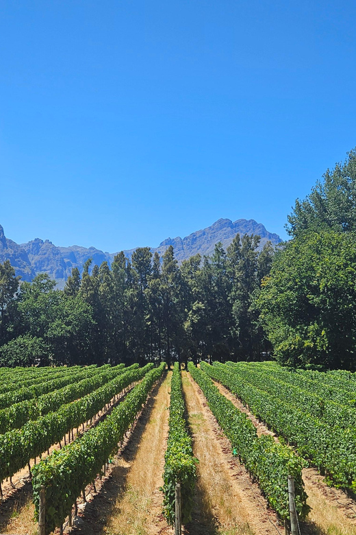 Table Mountain, Historic City & Winelands Private Day Tour. - Good To Know