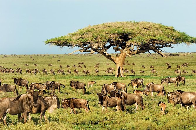 Take Me to Tarangire and Ngorongoro -3 Days - Good To Know