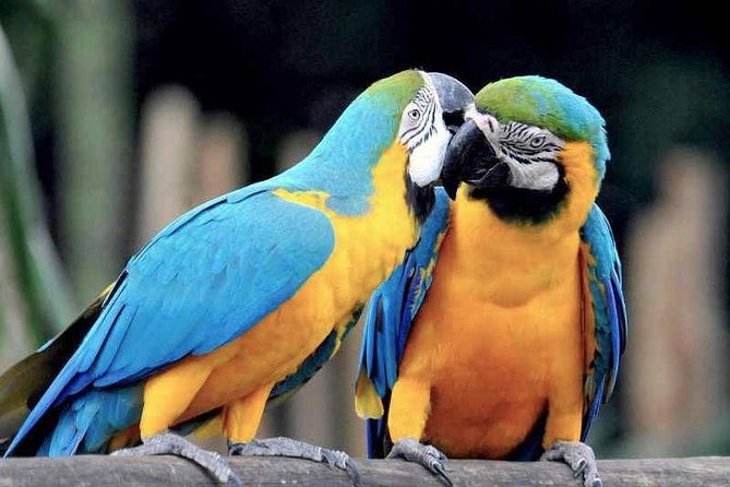 Tambopata Chuncho Macaw Clay Lick 3 Days - Tour Overview