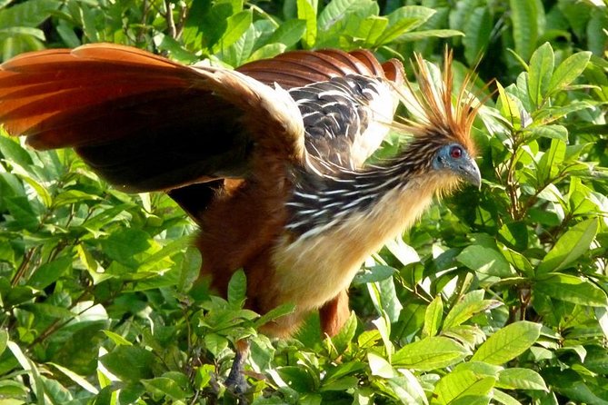 Tambopata (Puerto Maldonado) 5 Days - Tour Overview
