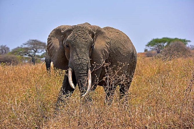 Tarangire Day Tour - Good To Know