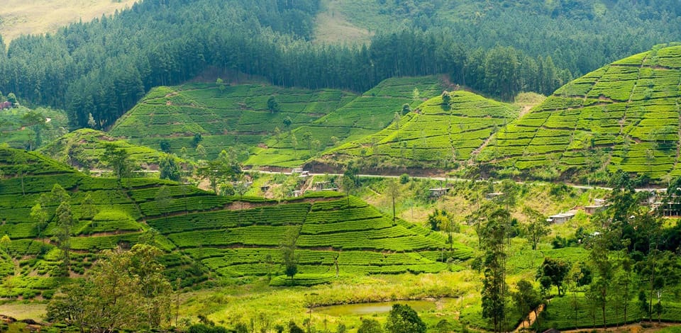 Tea Plucking & Tea Factory: Private Tour From Nuwara Eliya - Good To Know