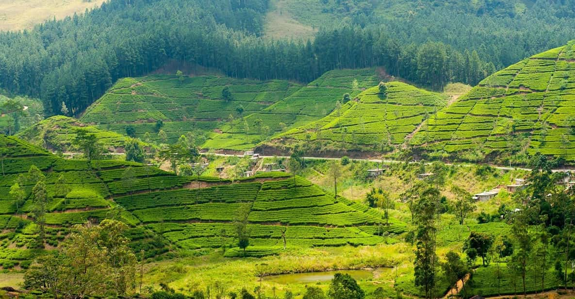 Tea Plucking & Tea Factory: Tour From Nuwara Eliya - Good To Know