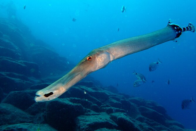 Tenerife Callao Salvaje Small-Group Snorkeling Tour - Pricing and Booking