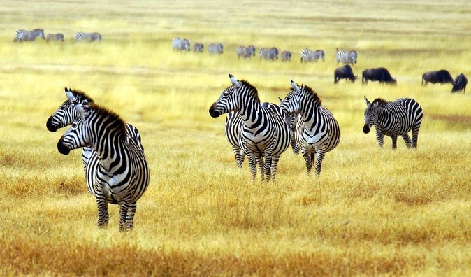 The Amaizing Private Day Trip to the Lovely Arusha National Park - Good To Know