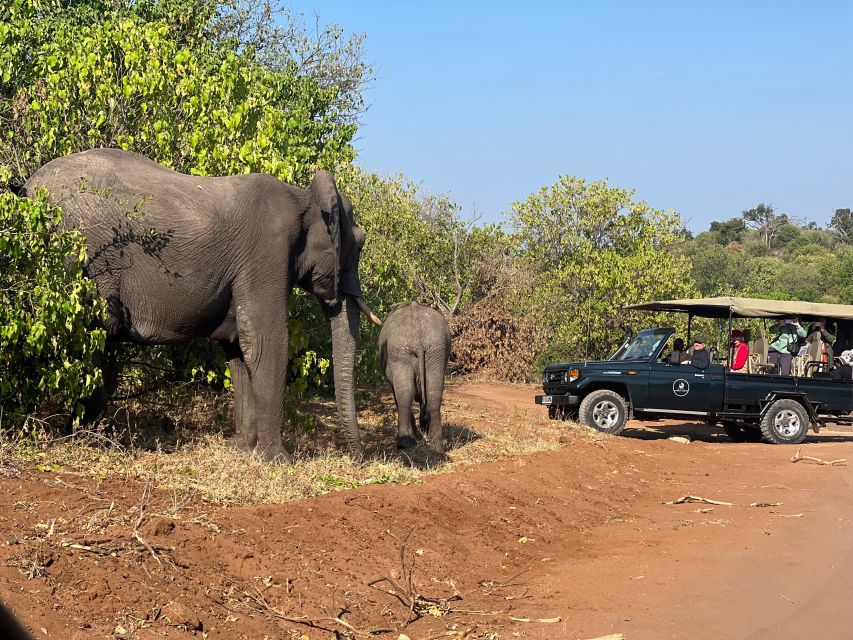 The Best Private Cape Town Safari Day Trip - Aquila Big 5 - Good To Know